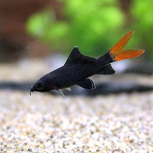 黒い熱帯魚8選｜かっこ良く水槽を引き締める魚たちをご紹介｜東京